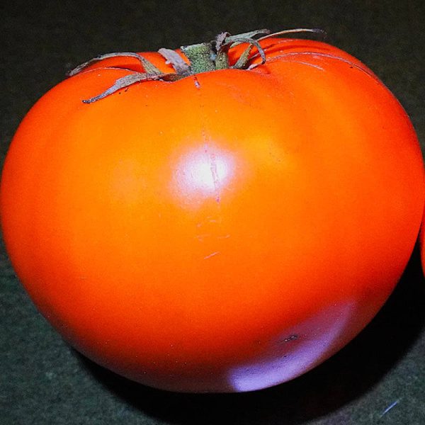 T196 Altaische Orange