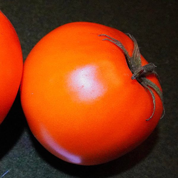 T196 Altaische Orange