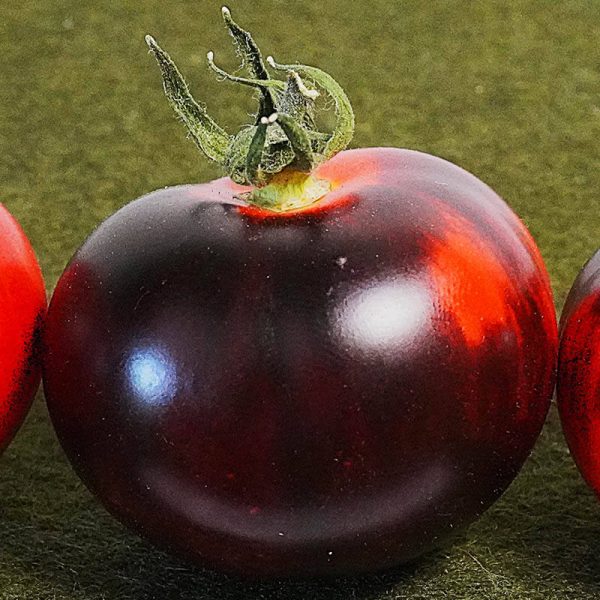 T482 Antho Striped Dwarf