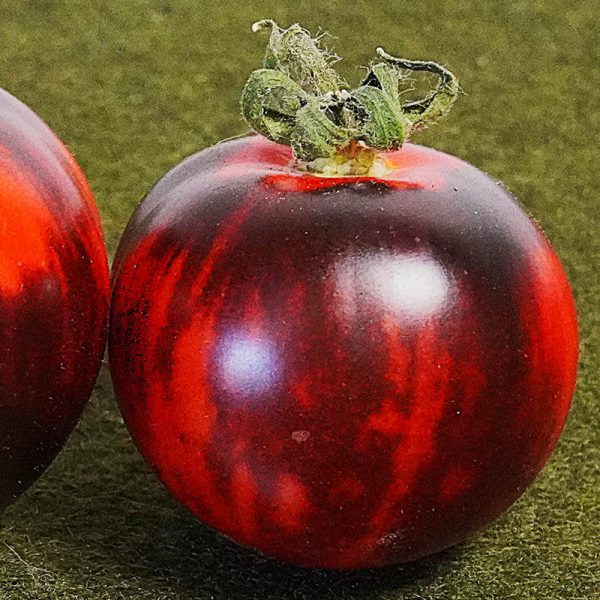 T482 Antho Striped Dwarf