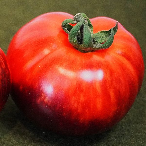 T482 Antho Striped Dwarf