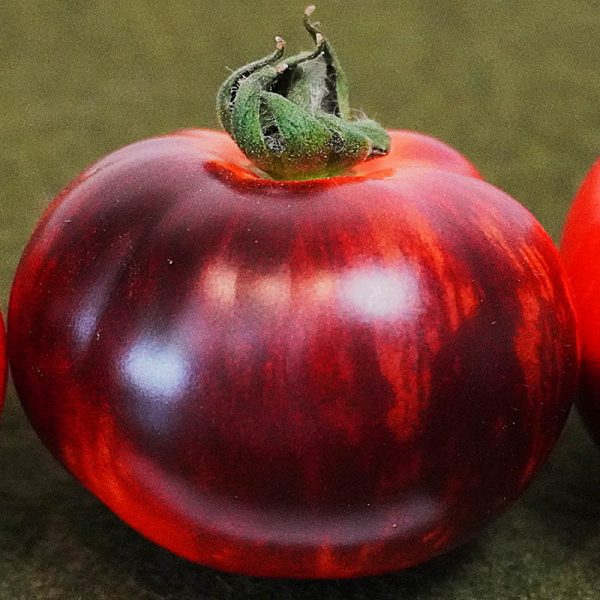 T482 Antho Striped Dwarf