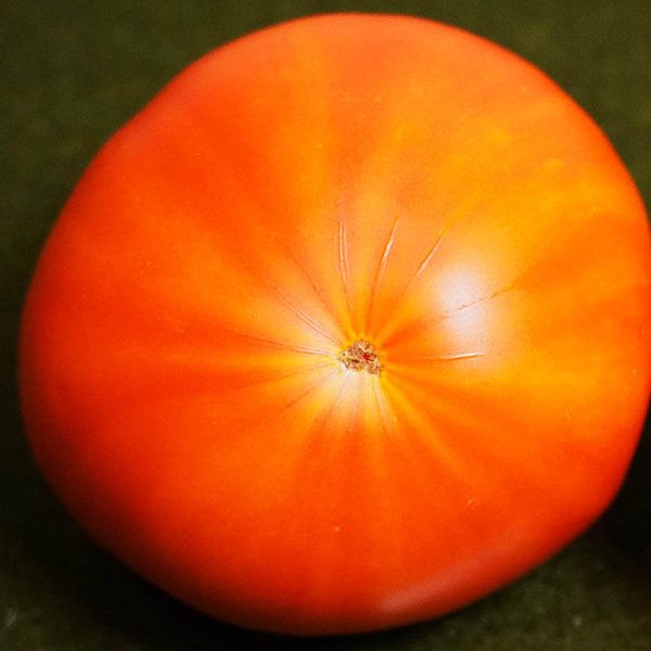 T575 Arkansas Marvel