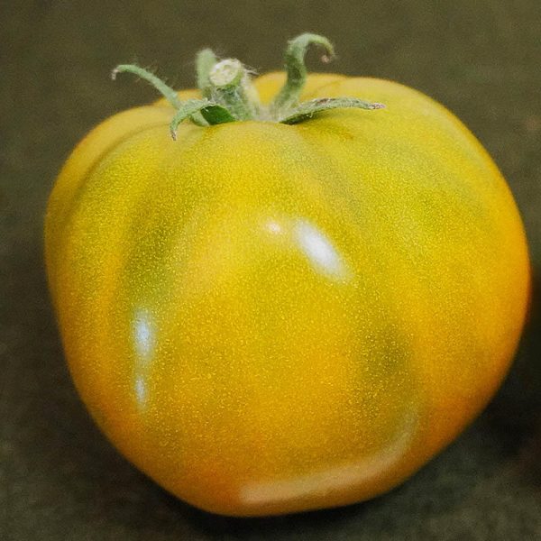 T908 Belle Maurinoise Verte