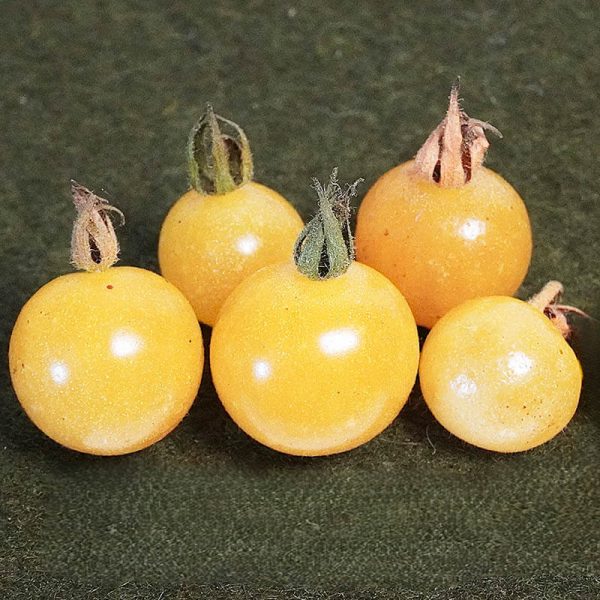 T846 Bianca Cherry