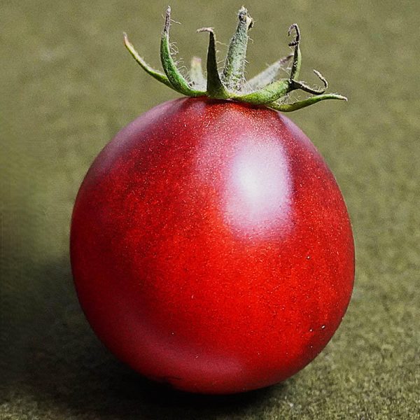 T490 Blue Pear (Sinyaya Grusha)