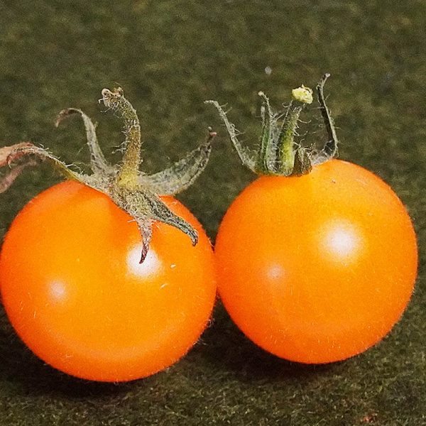 T507 Bolivianische Obsttomate