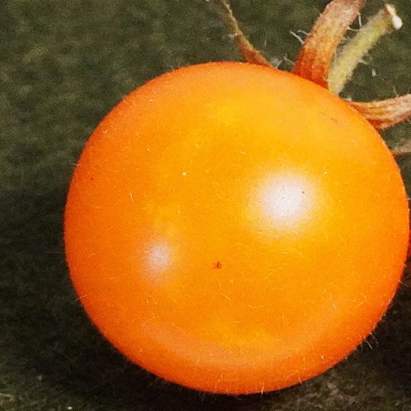 T507 Bolivianische Obsttomate