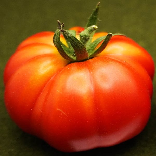 T114 Costoluto Genovese