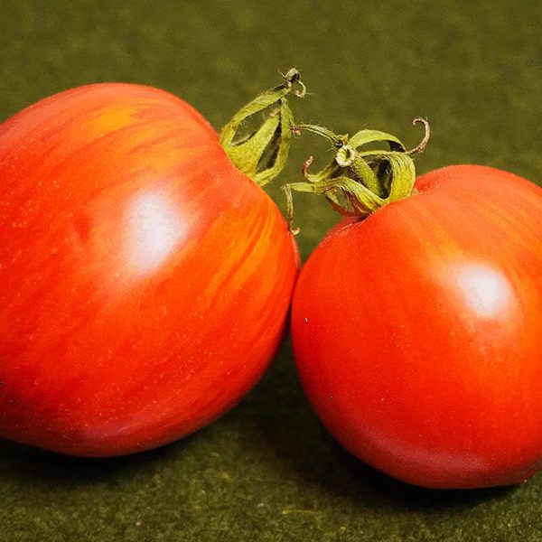 T773 Gestreiftes Ochsenherz