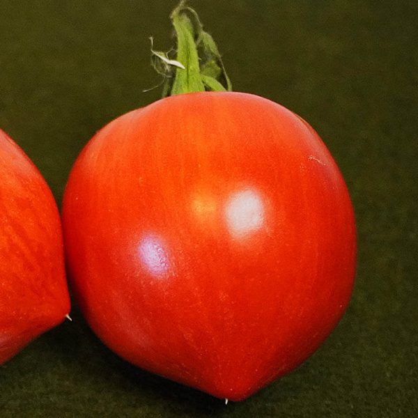 T773 Gestreiftes Ochsenherz