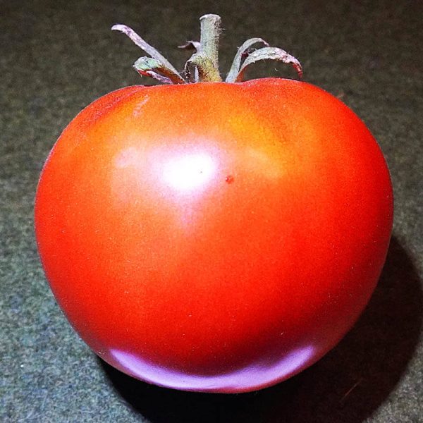 T172 Griechische Fleischtomate