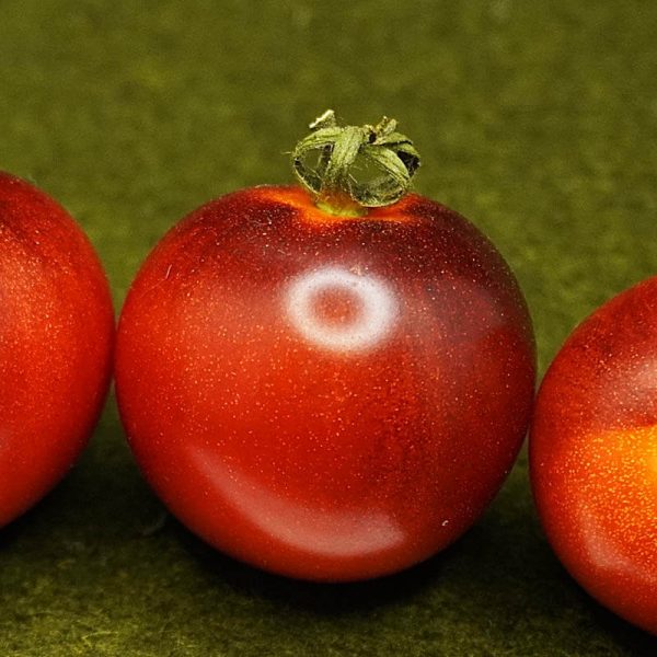 T123 Indigo Bing Cherry