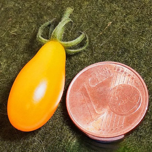 T870 Micro Birnchen