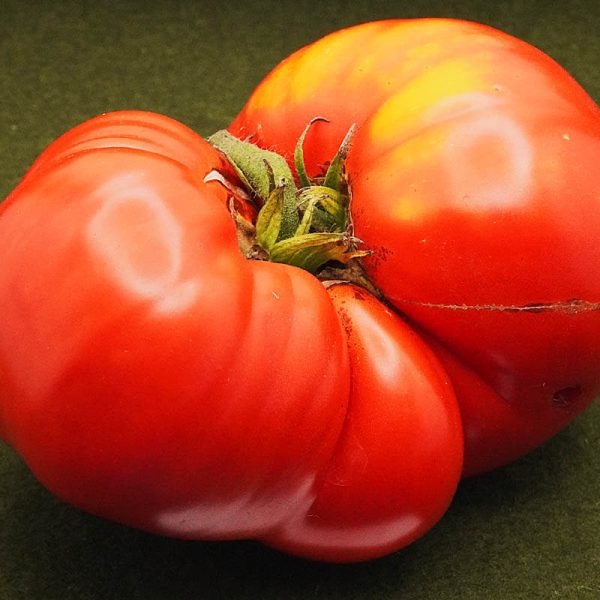 T177 Mikado rot