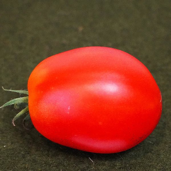 T829 Nudler