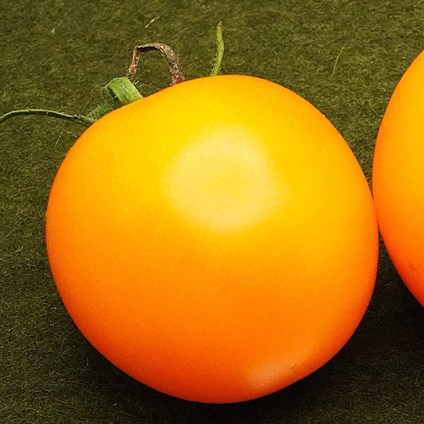 T248 Olivine Orange