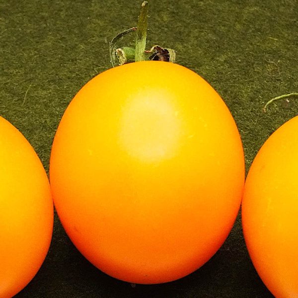 T248 Olivine Orange