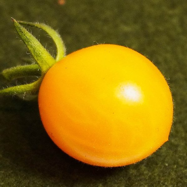 T506 Wildtomate Parvibaccatum