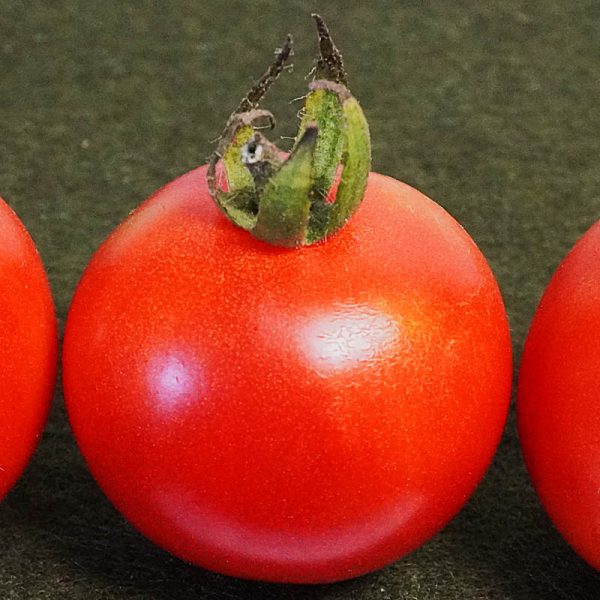 T009 Peacevine Cherry