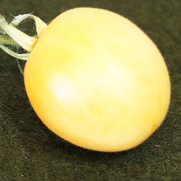 T665 Poil Blanc