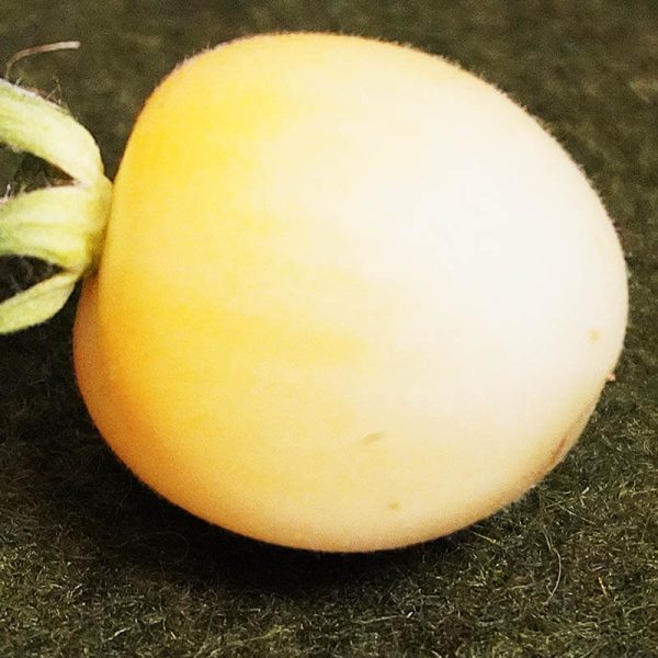 T665 Poil Blanc