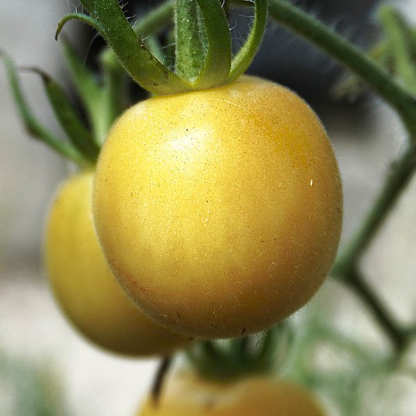 T665 Poil Blanc
