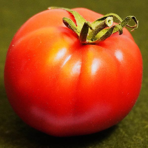 T709 Polish Giant Beefsteak