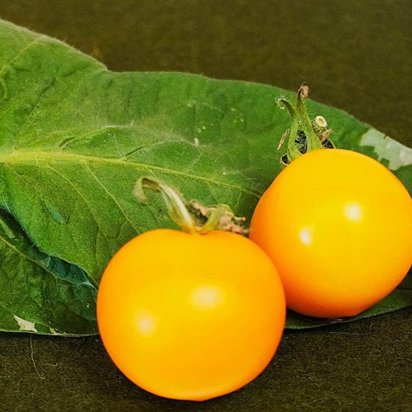 T392 Potato Leaf Variegated