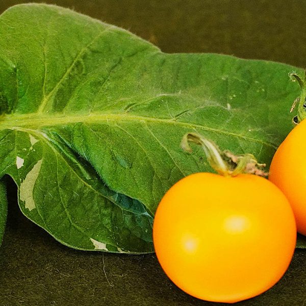 T392 Potato Leaf Variegated