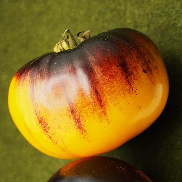 T321 Purple Sunrise