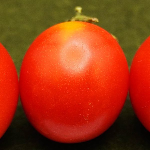 T127 Red Cherry