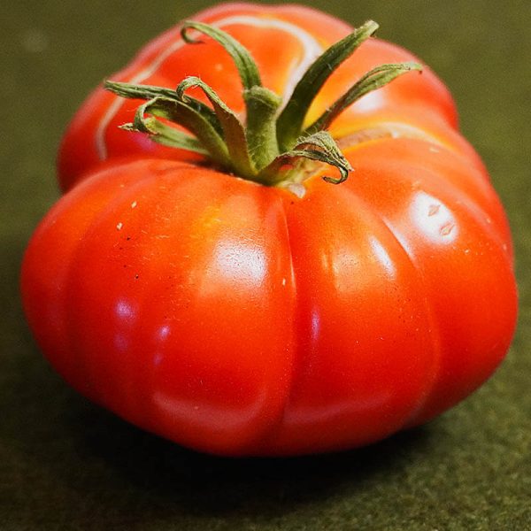 T484 Russo Sicilian Toggeta