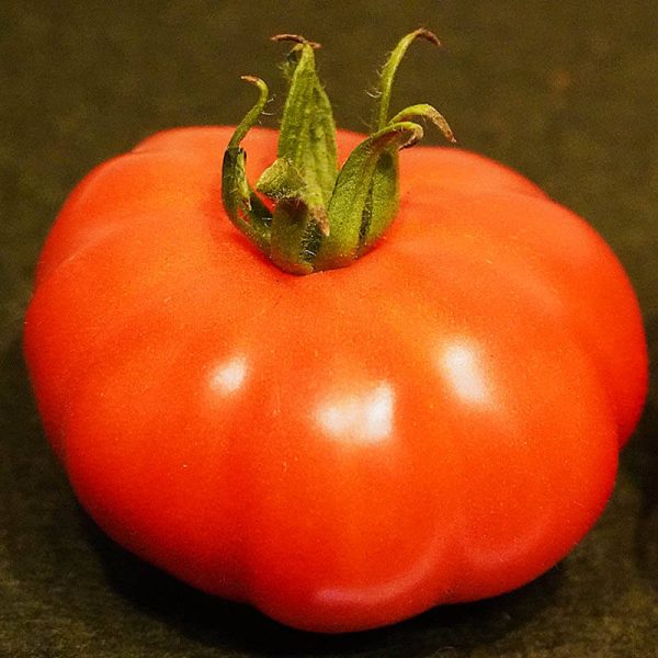T484 Russo Sicilian Toggeta