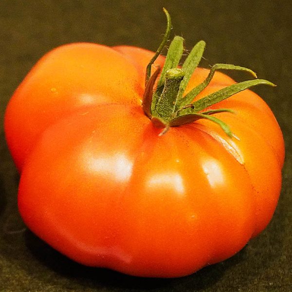 T484 Russo Sicilian Toggeta