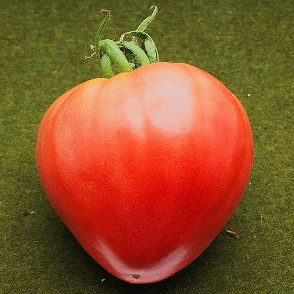 T523 Syrische Fleischtomate