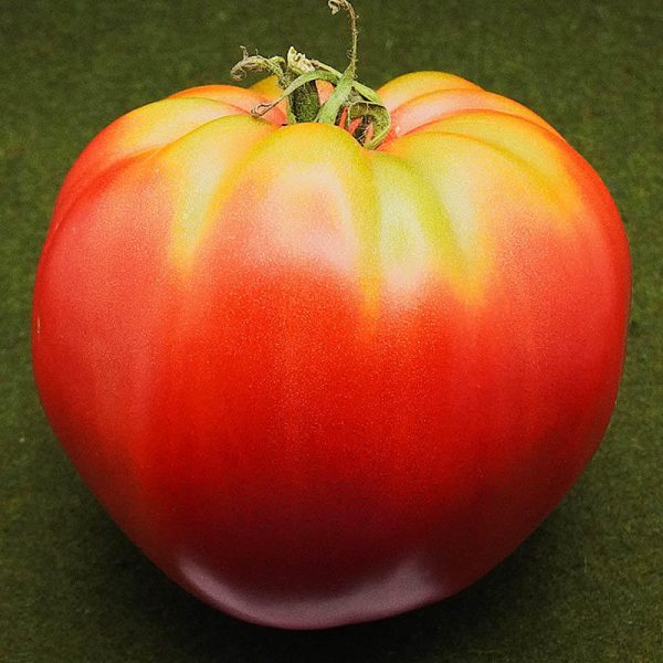 T523 Syrische Fleischtomate