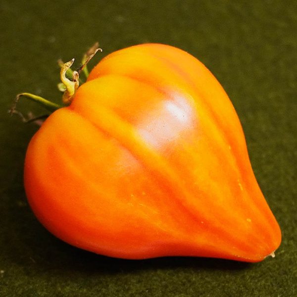 T914 Ukrainische rot-orange Tomate